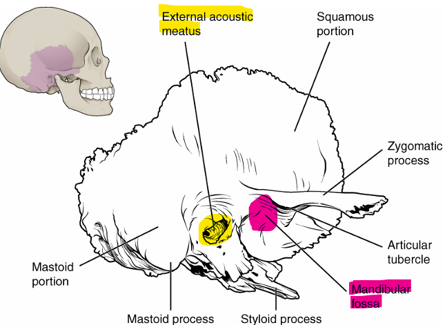<p>external acoustic meatus → large opening on lateral side of skull, associated with ear</p><p>mandibular fossa → deep, oval shaped depression on external base of skull where mandible joins to</p>