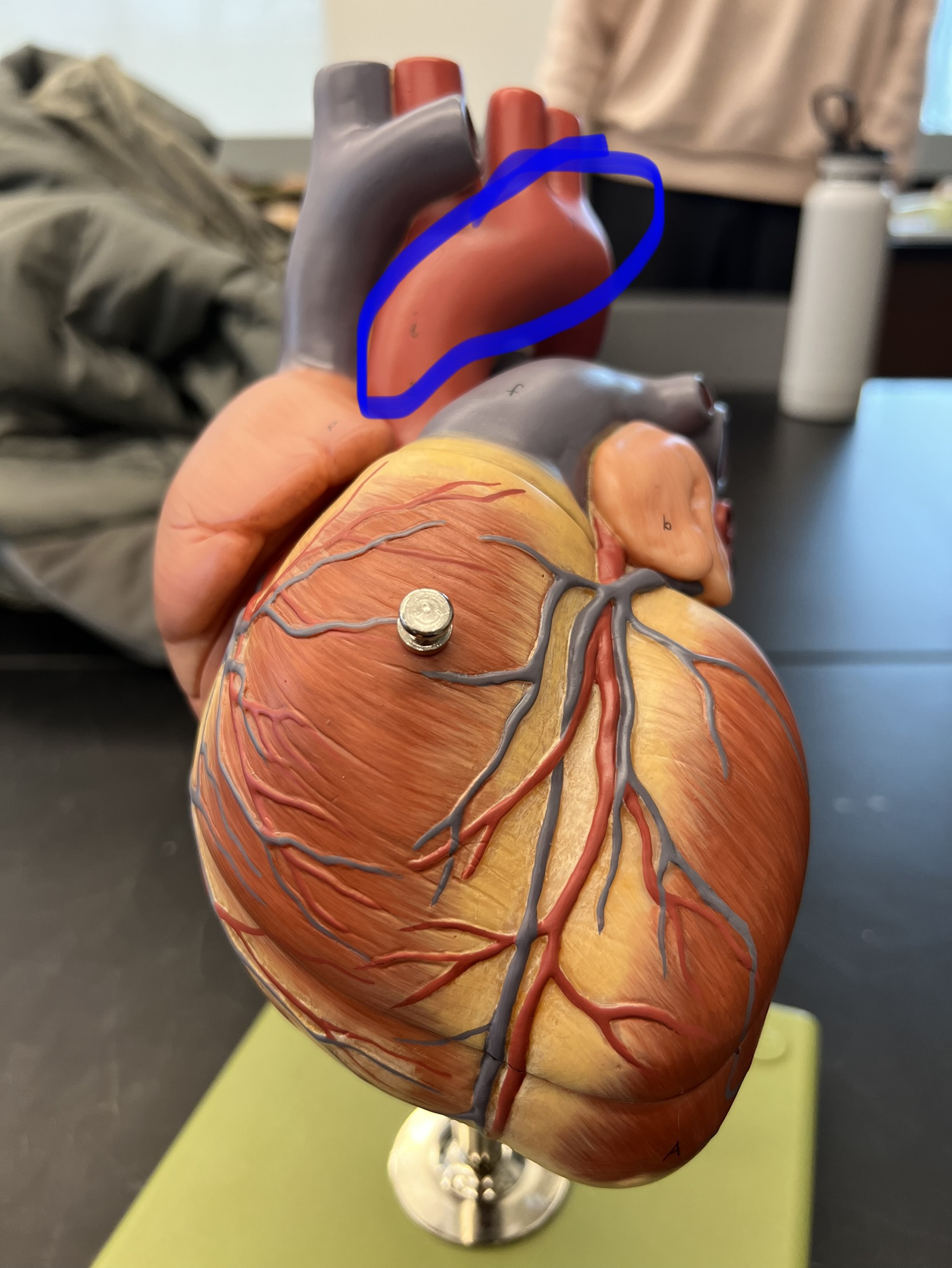Name the heart structure (general).