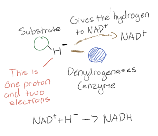 <p>Enzymes that remove a pair of hydrogen atoms from a substrate and deliver two electrons and one proton to NAD+</p>