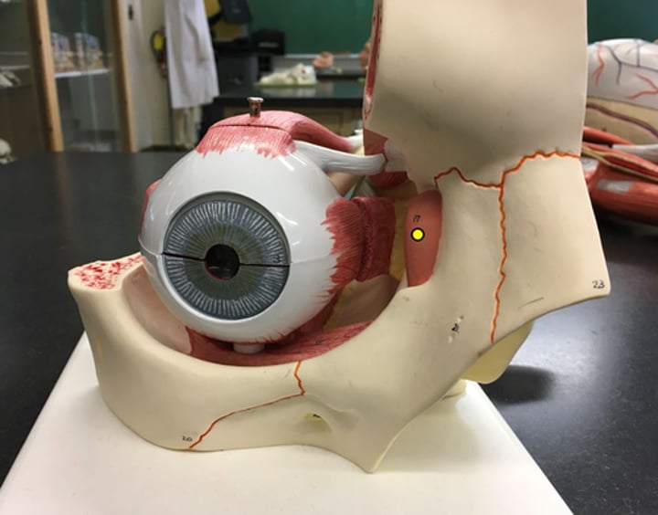 <p>an enlargement of the upper portion of the lacrimal duct</p>