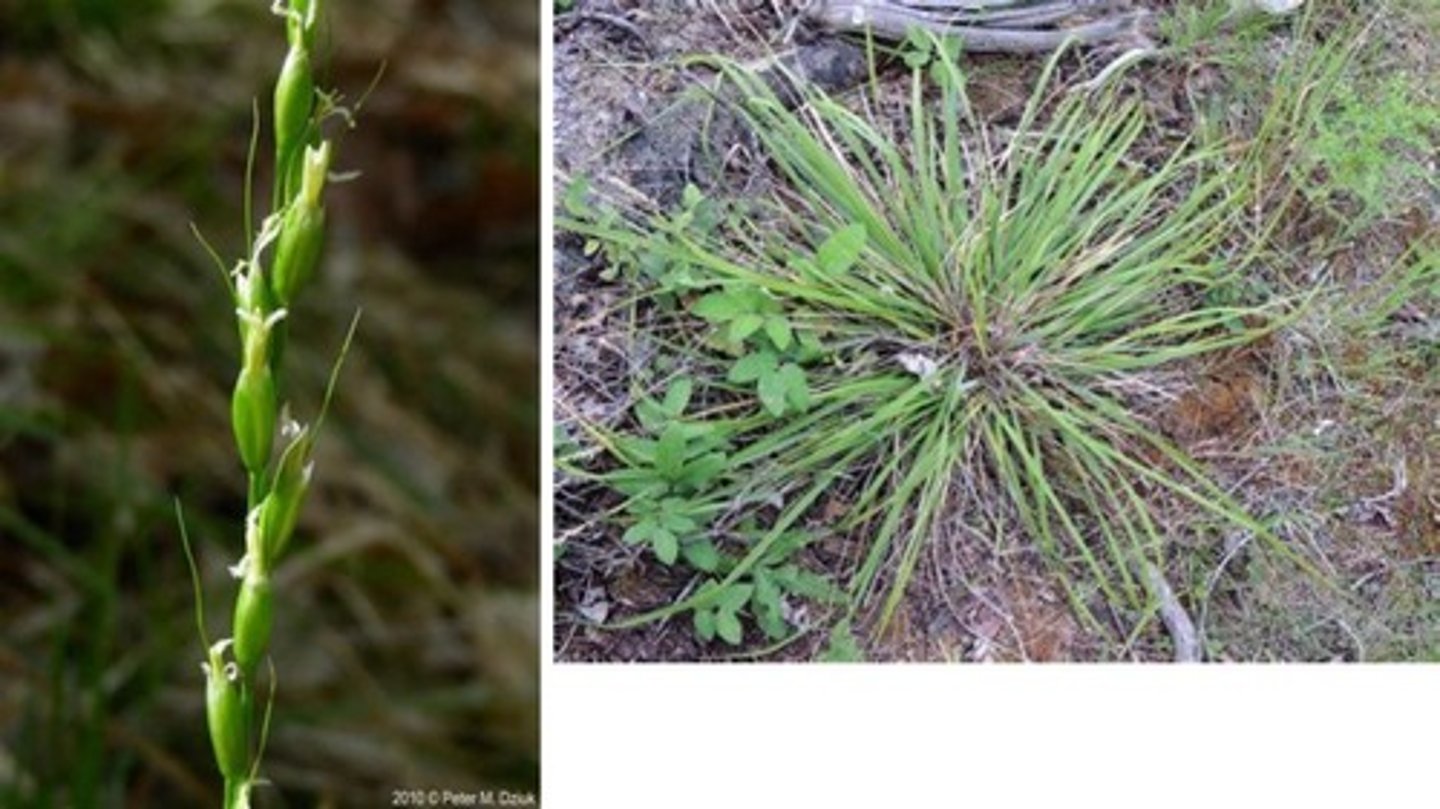 <p>Oryzopsis asperifolia</p>