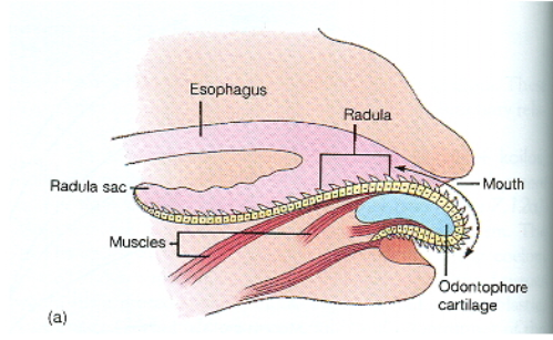 <p>Phylum Mollusca: Radula</p>