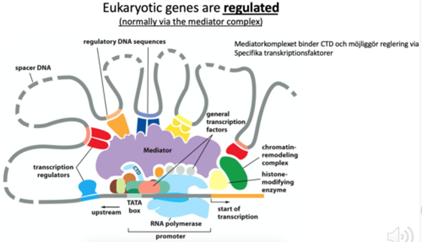 <p>Via en mediator som binder till CTD svansen på RNA polymeras och förmedlar information drån de specifika TF. När CTD svansen fosforyleras av TFIIH släpper RNA polymeras från mediatorn och därmed hela komplexet</p>