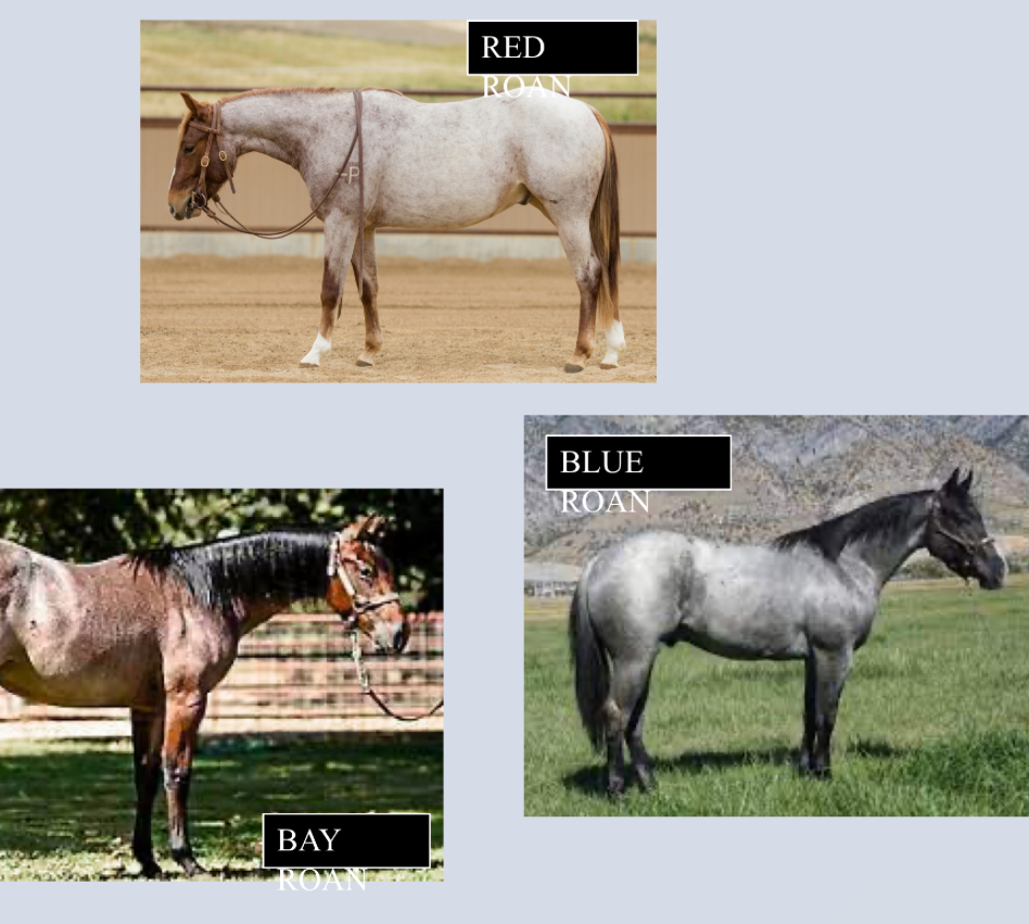 <p>A horse with an even mixture of colored white hairs over the body, with a solid colored head, legs, mane, and tail.</p>