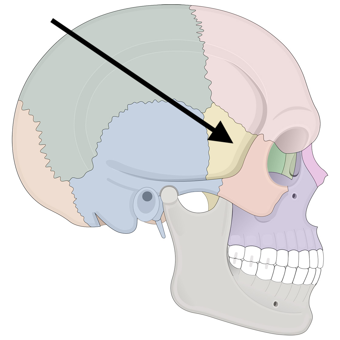 <p>Name the bone</p>