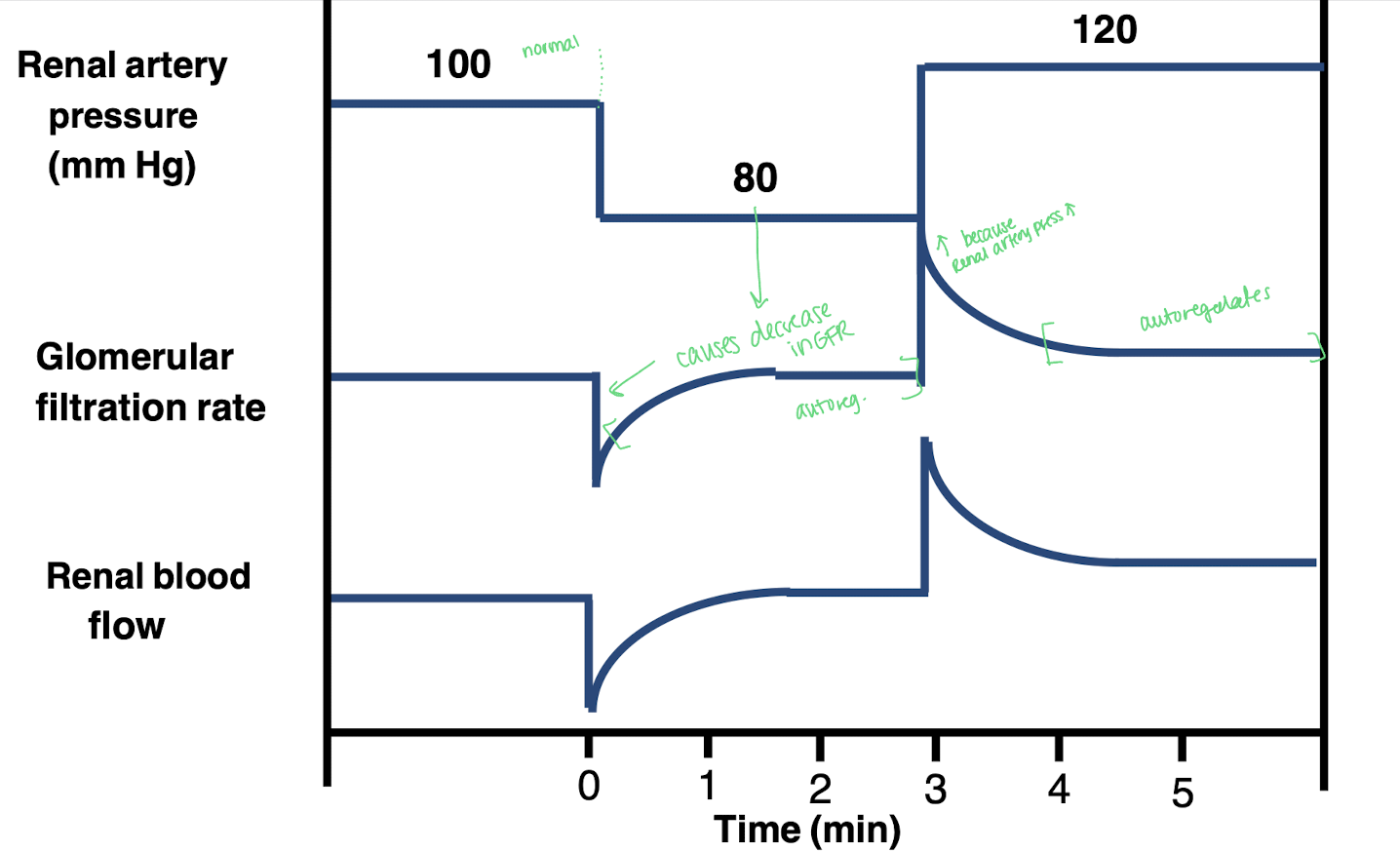 <p>All pressure values will begin at normal. As renal artery pressure decreases from 100 mmHg to &lt;80 mmHg, it will cause a decrease in GFR because the renal artery pressure is the driving force for blood to enter the glomerulus and without it = less filtration and less GFR. This will decrease RBF too.</p><p>Autoregulation will kick in and GFR will move to 80 mmHg and RBF will stabilize. This mechanism involves the myogenic response and feedback from the macula densa. </p><p>GFR will then increase because the renal artery pressure will increase but once it becomes too high autoregulation will occur again bringing the level back to ideal range.</p>