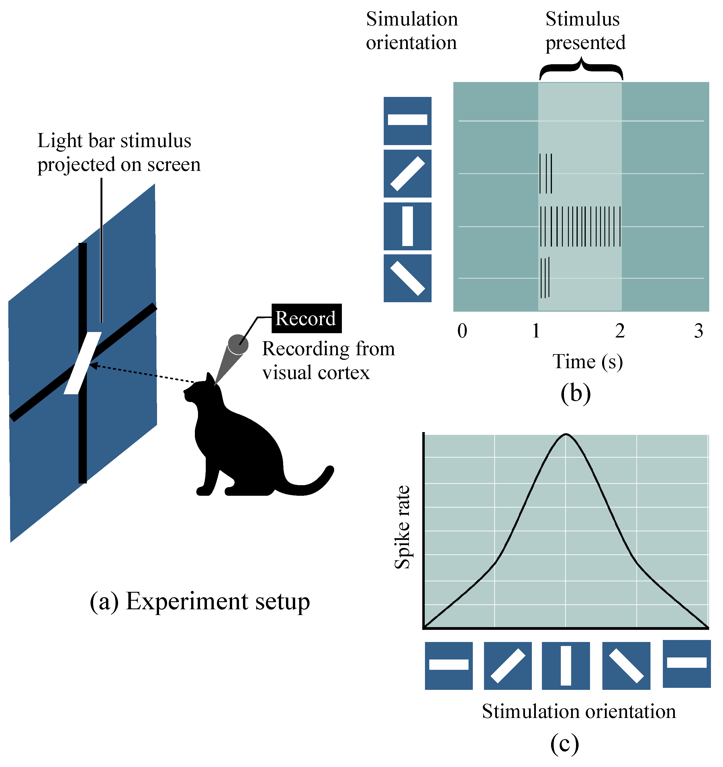 <p>won Nobel prize in 1981</p><p>mapped development and functional organization of visual system</p><p>use a single light dot presented within the visual field of a house cat to map out the location of a cell's receptive field within the cat's visual field</p><p>found that some parts of the receptive fields had a region which are excitatory regions sandwiched between two inhibitory regions</p><p>inhibitory and excitatory regions together formed a single receptive field selective for stimulus shape fitting within the excitatory region</p><p>only a bar of light stimulus oriented at the <strong>correct angle and position</strong> within the receptive field covering only the excitatory region would express the greatest increase in the rate of impulse activity for that cell</p>