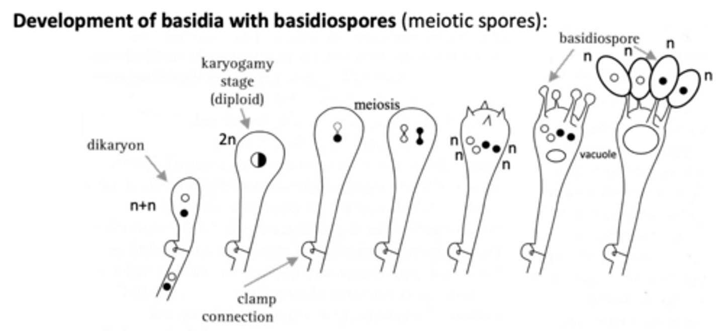 <p>The Dikaryon State (n+n): The process begins with a dikaryotic hypha, which contains two compatible haploid nuclei (one from each parent) that have not yet fused.</p><p>Karyogamy (2n): Within the young basidium (the specialized tip of the hypha), the two nuclei fuse together. This creates a temporary diploidnucleus.</p><p>Meiosis: This diploid nucleus immediately undergoes meiosis, resulting in four haploid nuclei.</p><p>Sterigmata Formation: Small, peg-like outgrowths called sterigmata begin to form at the top of the basidium.</p><p>Spore Migration: A vacuole develops at the base of the basidium. As this vacuole expands, it pushes the four haploid nuclei up through the sterigmata and into the developing basidiospores on the outside of the hypha.</p><p>Ballistic Discharge: Once mature, the spores are launched from the sterigmata using a high-pressure surface tension mechanism (the coalescence of Buller's drop).</p>
