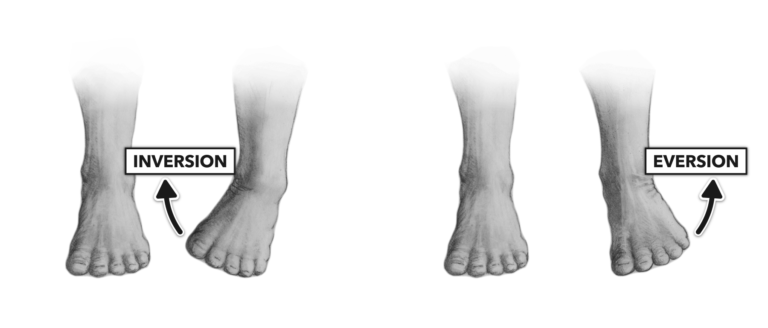 <ul><li><p>Inversion (in): foot soles facing inwards </p></li><li><p>Eversion (out): foot soles facing outwards </p></li></ul><p></p>