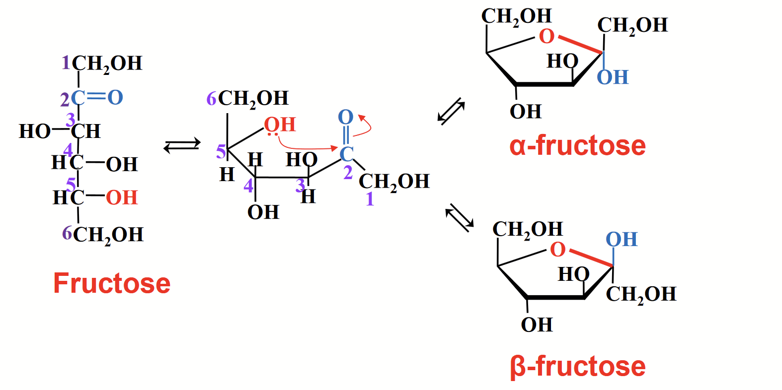 <p>Follows the same theme as for an aldose. The electrophilic carbonyl carbon atom reacts with the nucleophilic O of an OH group.</p>
