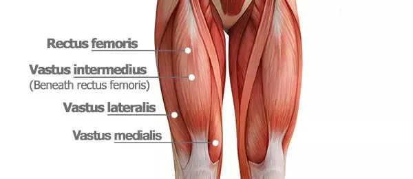 <p>muscle in the quadriceps group</p>