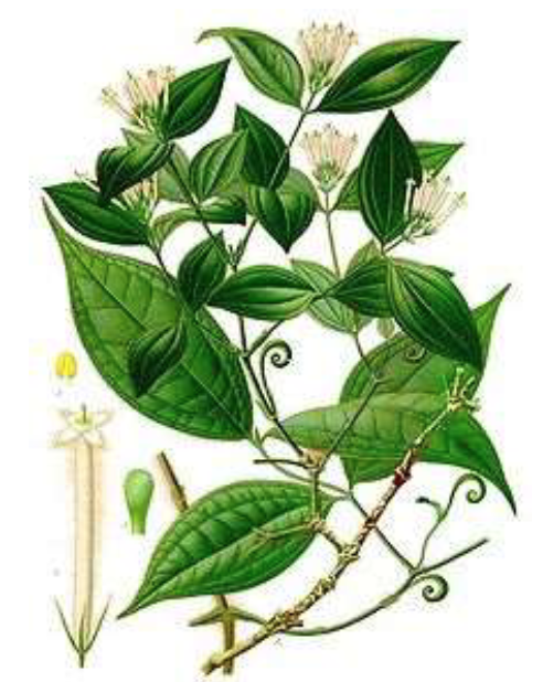 <p>Explain step-by-step how curare-form drugs affect the poisoning of NMJ.</p>