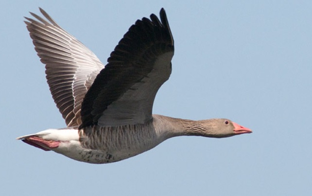 <p>zařaď živočicha do systému</p><p>Třída - řád - čeleď - druh čeština (latina)</p>