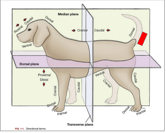 <p>What is the directional term blocked out in red?</p>