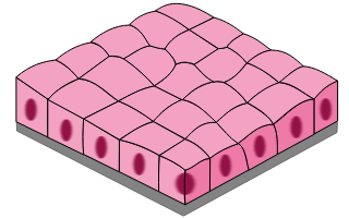 <p>Lining of kidney tubules, ducts of glands, covering surface of ovaries. Function: secretion and absorption.</p>