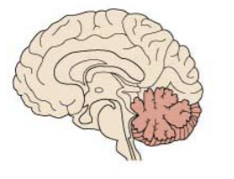 <p><u>Processes information </u><span style="color: inherit">from</span> the cerebrum cortex</p><p>Provides instruction for the cerebral motor cortex. Therefore, resulting in smooth coordinated skeletal muscle movements</p><p>Responsible for<u> balance &amp; posture</u></p>