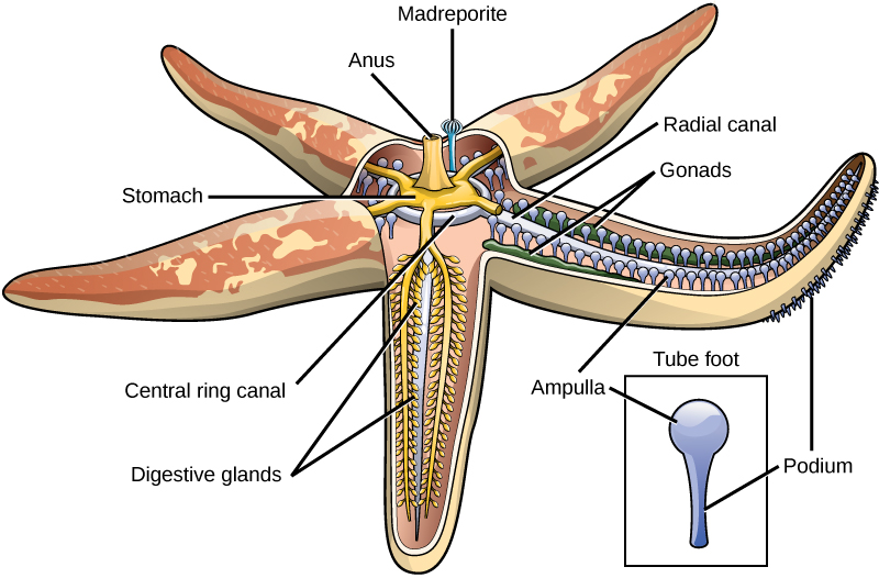 
 1. Madreporite
 2. Anus
 3. Radial Canal
 4. Gonads
 5. Tube Foot
 6. Podium
 7. Ampulla
 8. Digestive Glands
 9. Central Ring Canal
10. Stomach
11. Exterior: spine, dermal gill, & Pedicellariae