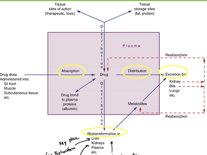 <p>"Happens in liver, kidneys, plasma, etc. Changing drug and modifying it."</p>