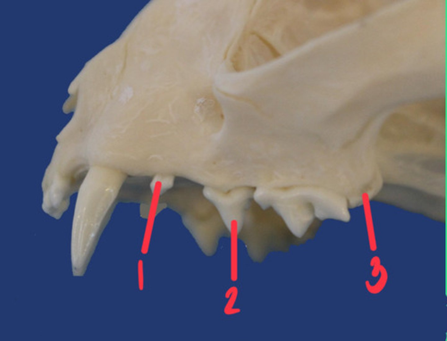<p>What is the number according to the triadan system for 1? How many roots does it have and what animal is this?</p>