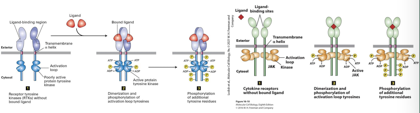 <p>Are non-covalently associated with cytoplasmic kinases what are activated following ligand binding. the term cytokine is interchangeable with growth factor. </p><p>Cytokine receptor signaling is also a major promoter of cell proliferation </p><p>Member of major class of cell-surface signaling receptors, including those for erythropoietin, growth hormone, interleukins, and interferons. Ligand binding leads to activation of cytosolic JAK kinases associated with the receptor, thereby initiating intracellular signaling pathways. </p>
