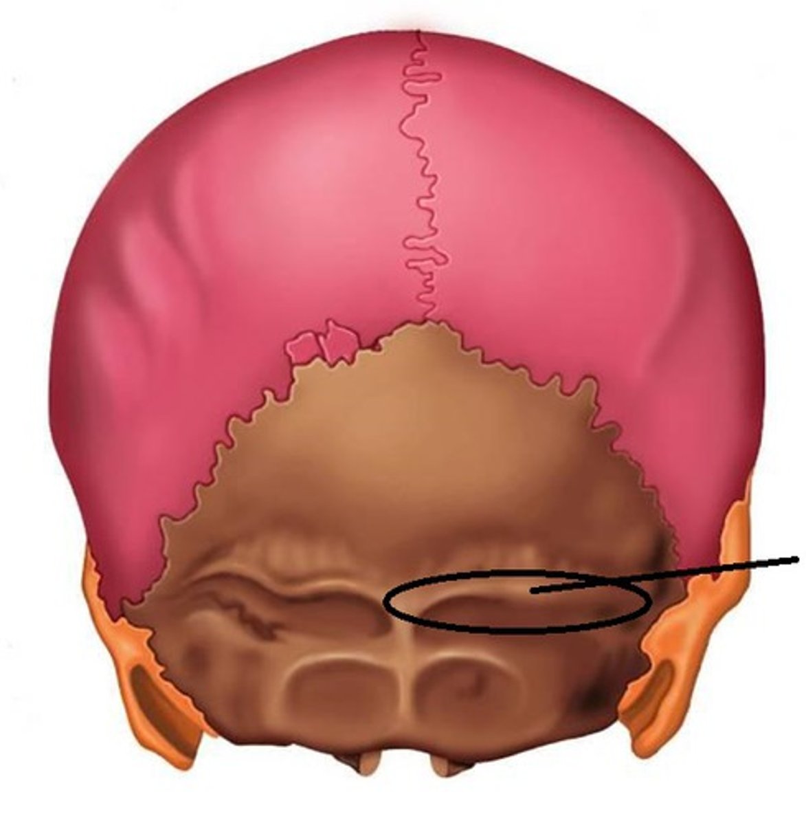 <p><em>identify the structure:</em></p>