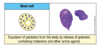 <ul><li><p>Types: Connective tissue &amp; mucosal mast cells</p></li><li><p>Involved in anti-parasite defense, allergic reactions, and immune modulation</p></li><li><p>Like basophils, they release granule contents (i.e., histamines, leukotrienes, prostaglandins and cytokines).</p></li></ul>