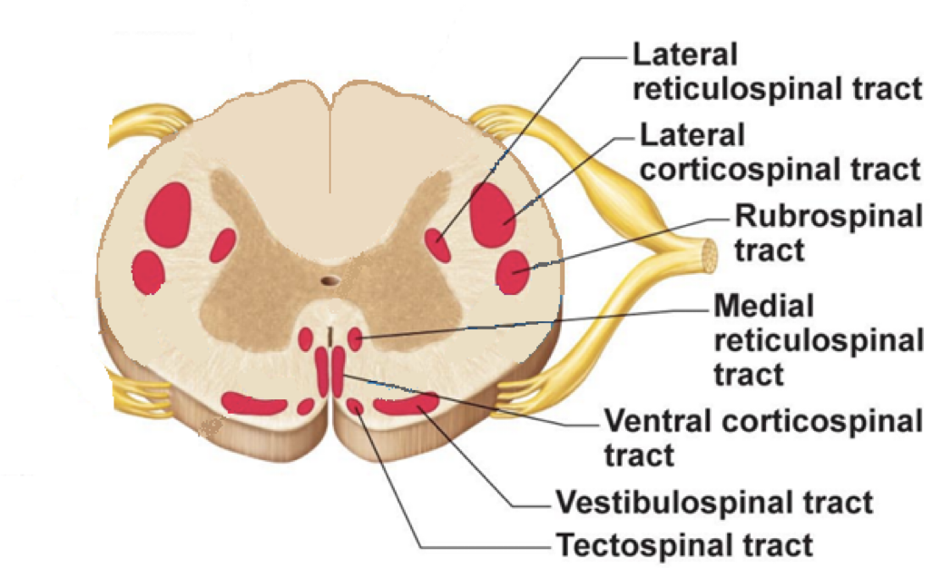 <ul><li><p><strong>Corticospinal tracts (pyramidal system):</strong></p><ul><li><p class="p1">Motor information directly from cerebral cortex&nbsp;</p></li><li><p class="p1">Poorly developed in domestic animals</p></li><li><p class="p1">For FINE MOVEMENTS </p></li></ul></li></ul><p class="p2"></p><ul><li><p><strong>Rubro(red)spinal tracts (extrapyramidal system):</strong></p><ul><li><p class="p1">Motor information from red nucleus in the brainstem</p></li><li><p class="p1">Better developed in domestic animals </p></li></ul></li></ul><p class="p2"></p><ul><li><p><strong>Reticulospinal tracts (extrapyramidal system):</strong>&nbsp;</p><ul><li><p class="p1">Motor information from reticular formation in the brainstem</p></li></ul></li></ul><p class="p1"></p><ul><li><p><strong>Vestibulospinal tracts (extrapyramidal system):</strong>&nbsp;</p><ul><li><p class="p1">Motor information from vestibular nuclei in the brainstem</p></li></ul></li></ul><p class="p2"></p><ul><li><p><strong>Tectospinal tracts (extrapyramidal system):</strong>&nbsp;</p><ul><li><p class="p1">Motor information from the tectal region in the brainstem</p></li></ul></li></ul><p></p>