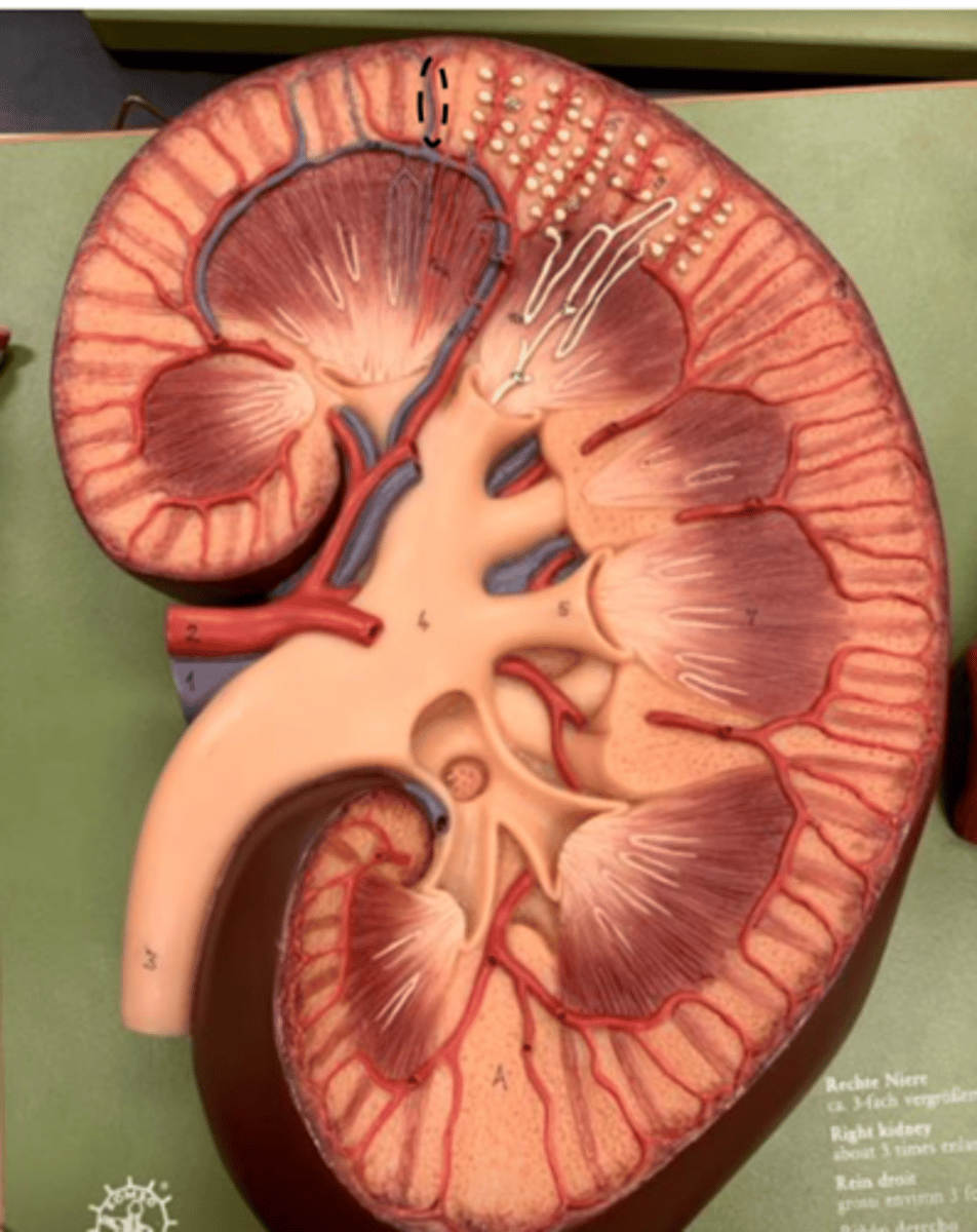 <p>at renal cortex (blue)</p>