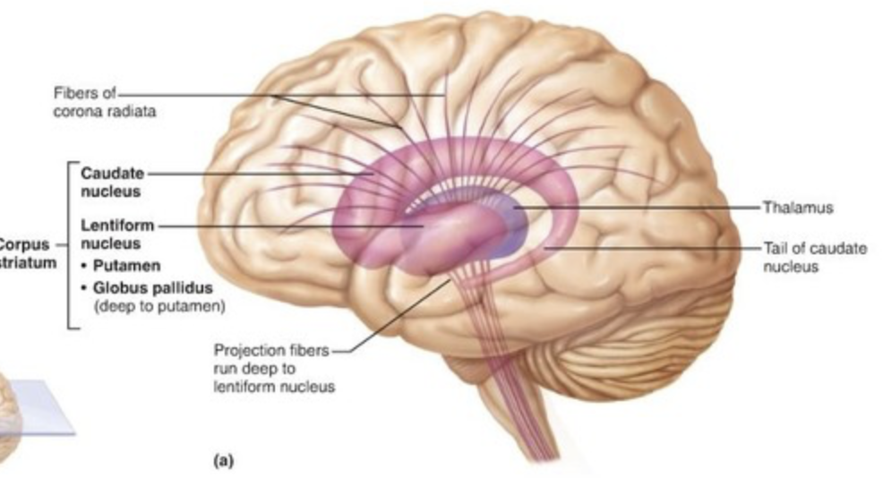 clusters of neuron cell bodies in PNS
