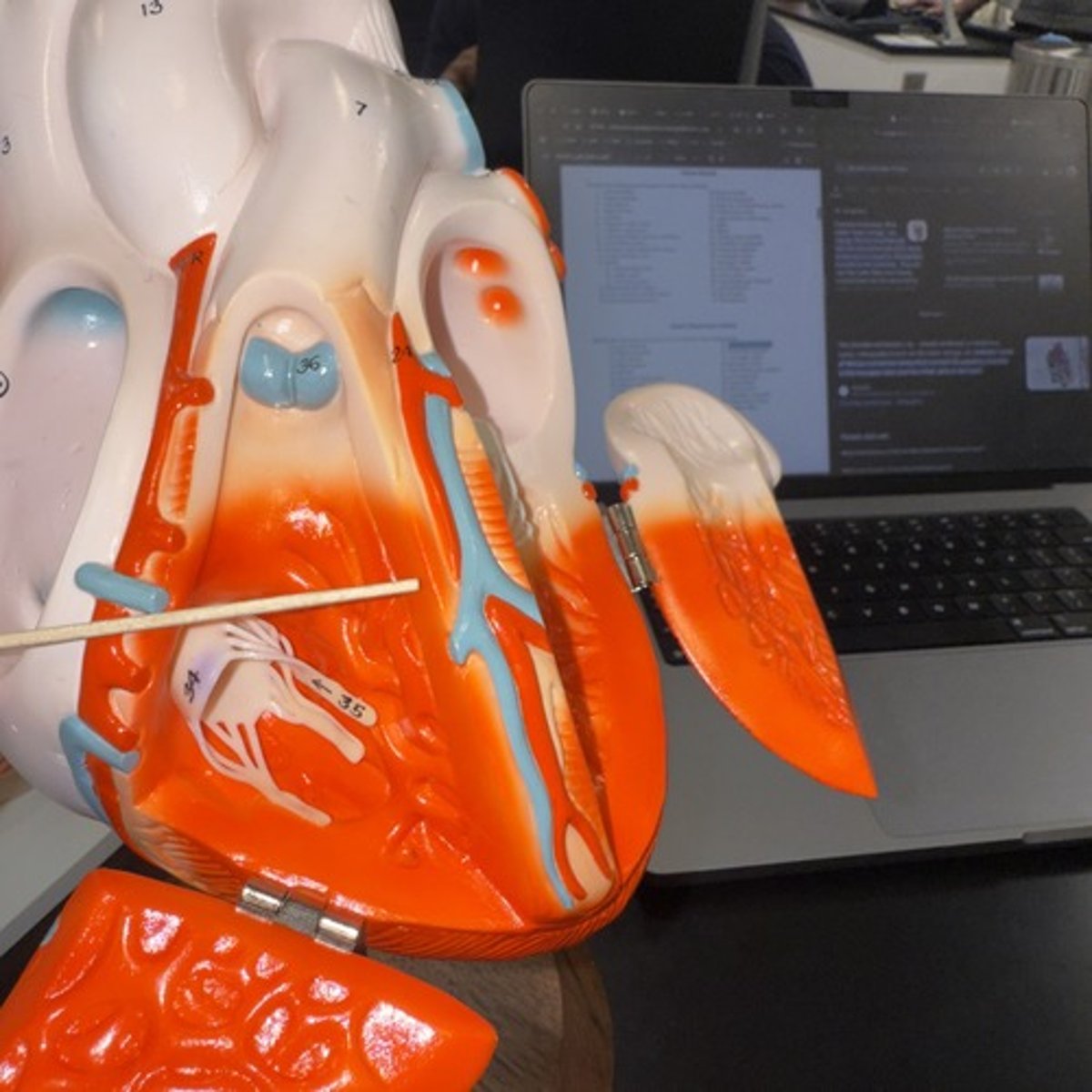 <p>Identify the structure.</p>