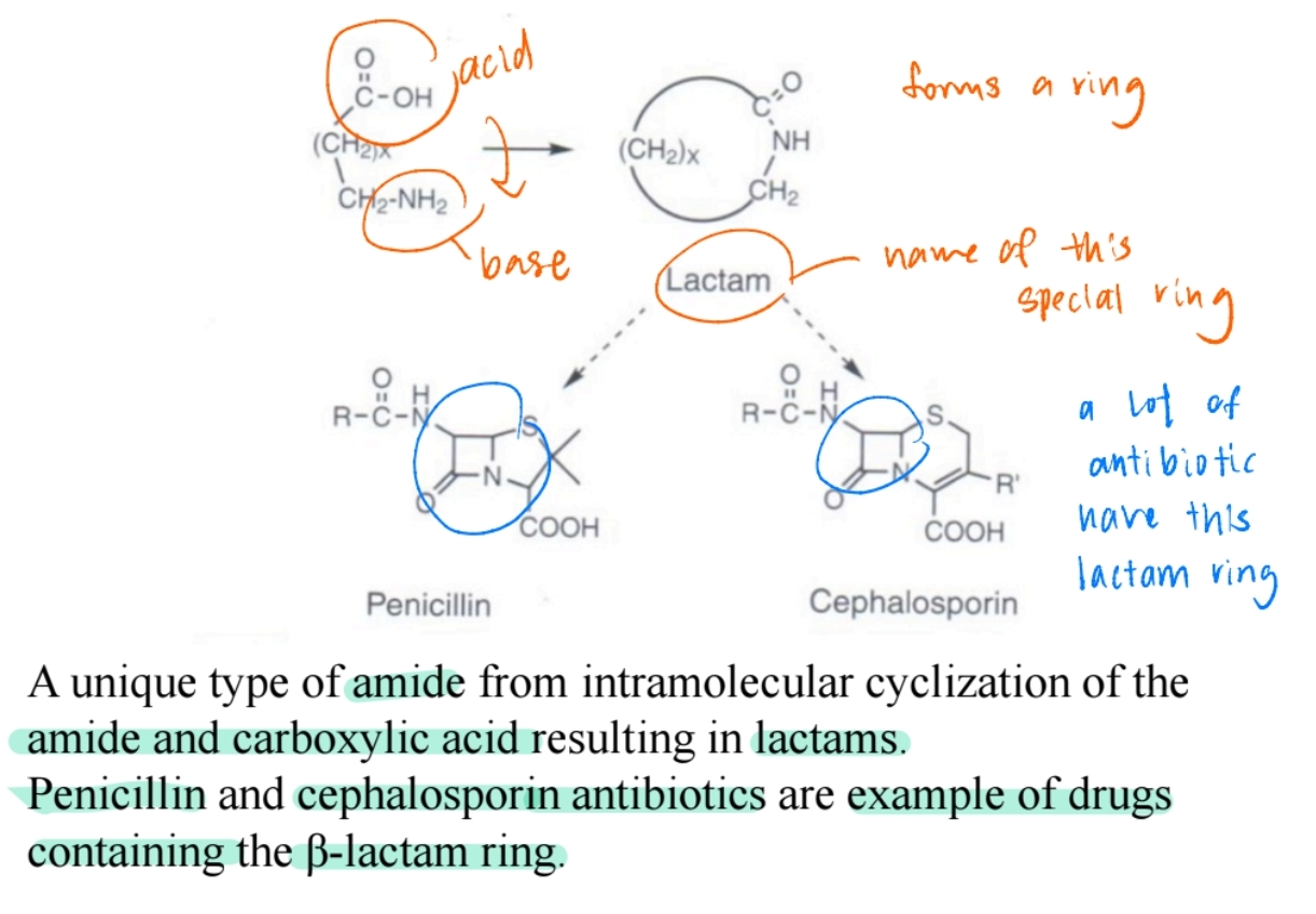 <p><span>Cyclic amides, found in antibiotics like penicillin and cephalosporins.</span></p>