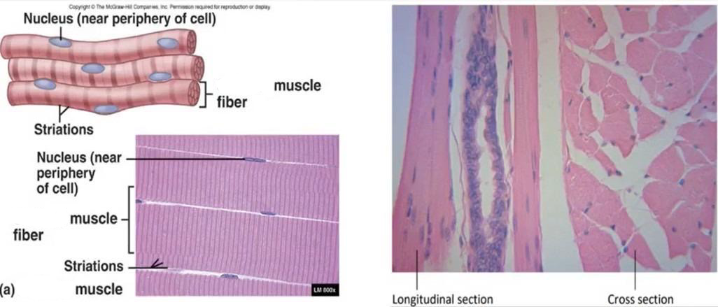 <p>What tissue is this</p>