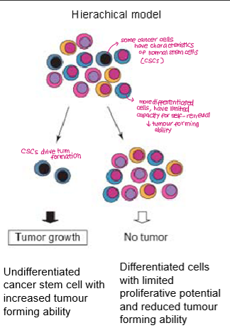 <p><strong>Tumours are hierarchically organised</strong>, with only a small subpopulation of cells (<strong>cancer stem cells) </strong>having the capacity to self-renew.</p><p>The majority of tumour cells are differentiated <strong>non-tumour-initiating progeny</strong>. These cells may proliferate for a limited time but <strong>cannot maintain long-term tumour growth</strong> on their own.</p>