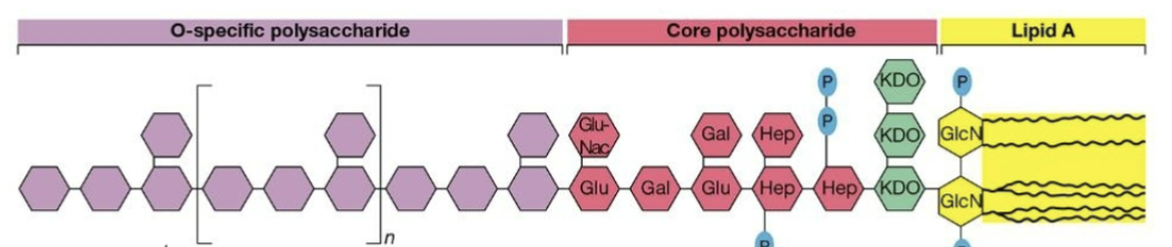 <ul><li><p>Two membranes.</p><ul><li><p>Outer.</p><ul><li><p>Has LPS.</p><ul><li><p>The core polysaccharide is going to be the same in all strains of the species.</p></li><li><p>Lipid A is an attachment point.</p><ul><li><p>Called an endotoxin because it is attached.</p></li></ul></li><li><p>O-specific polysaccharide is variable.</p><ul><li><p>Main focus.</p></li></ul></li></ul></li><li><p>Has porins.</p></li></ul></li><li><p>Inner.</p></li></ul></li><li><p>Cell wall is in the space between two layers.</p><ul><li><p>Called the periplasm.</p></li><li><p>Has less layers of peptidoglycan.</p></li></ul></li></ul>