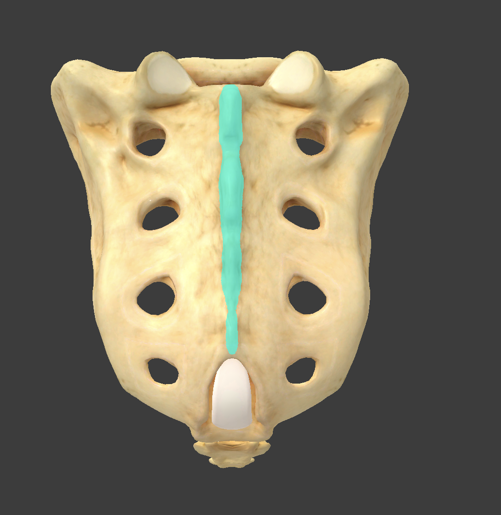 <p>what component of the sacrum is this?</p>