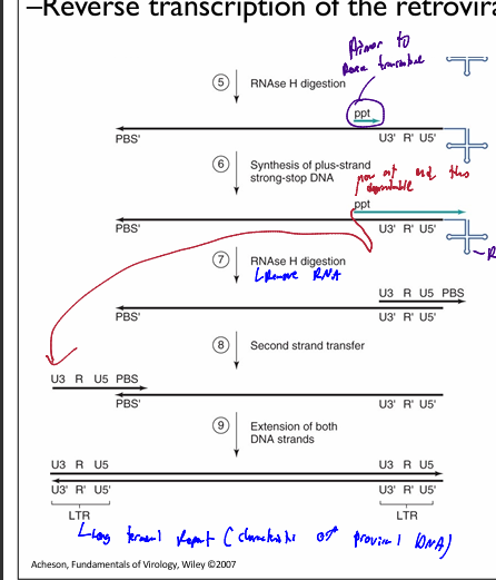 <ul><li><p>Viral RNA is converted into double-stranded DNA copy by reverse transcription</p><ul><li><p>results in the production of proviral DNA</p></li></ul></li><li><p>RT is a dimer</p><ul><li><p>has RNA-dependent (or DNA-dependent) DNA polymerase activity</p></li><li><p>has ribonuclease H activity</p><ul><li><p>RNAse H selectively destroys the RNA in an RNA-DNA hybrid</p></li></ul></li><li><p>lack of proofreading capability leads to high mutation rate</p></li></ul></li></ul><p></p>