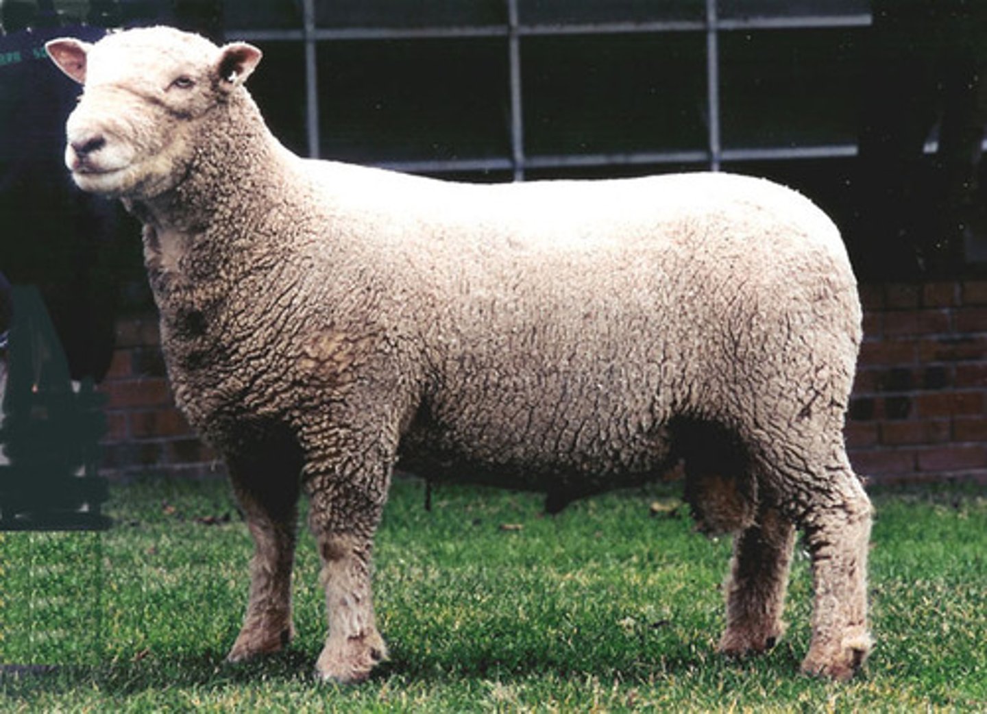 <p>meat type or medium wool sheep breed:</p><p>smallest of meat type breeds; dark gray to light brown head, (furry) ears and legs with wool on head and legs (A LOT), black hooves</p>