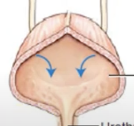 <p><br></p><p><span style="background-color: transparent;">muscular, hollow organ that temporarily holds urine</span></p>