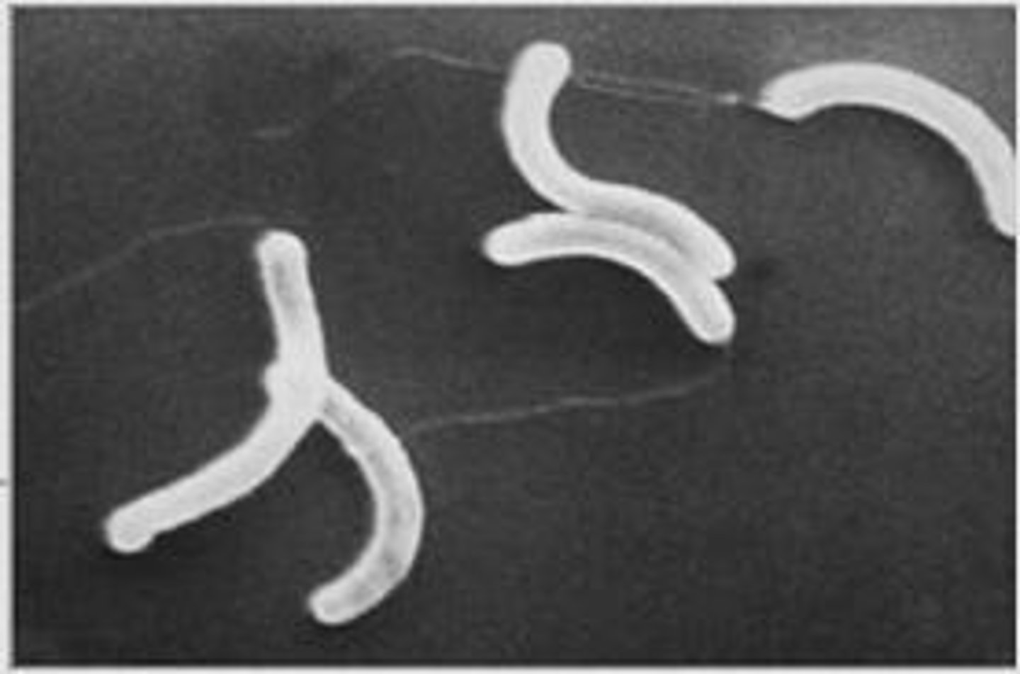 <p>Microorganisms can cause diseases in hosts.</p>