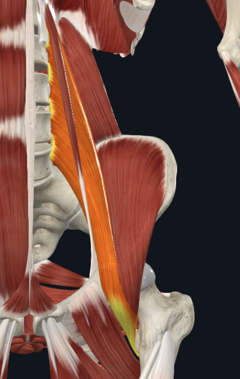 <p>What muscle</p>