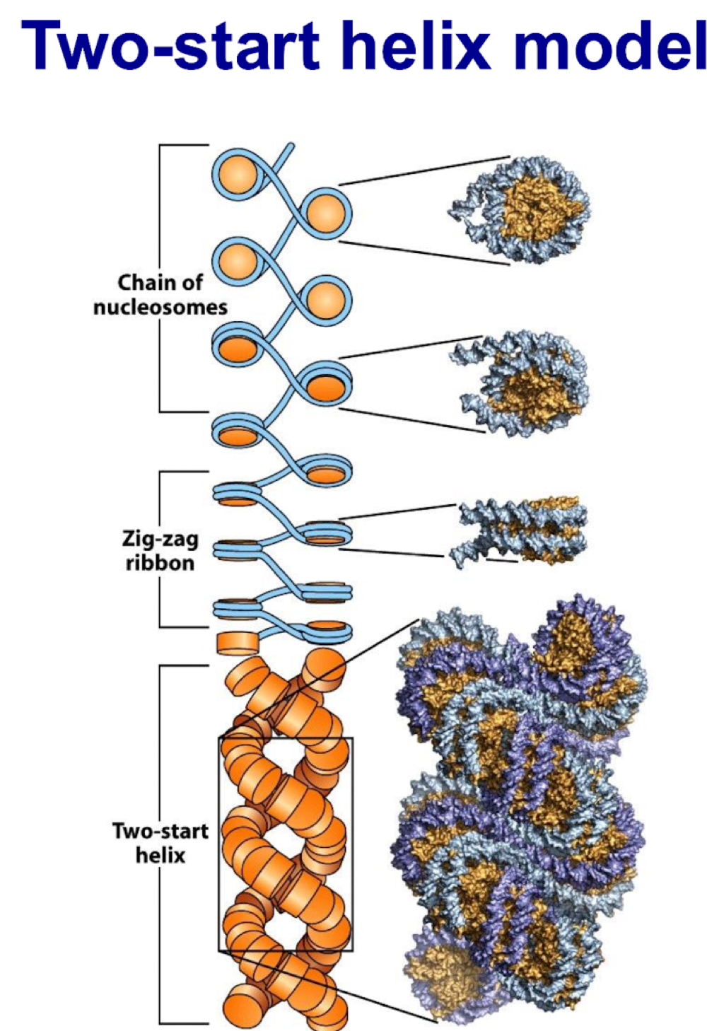 <ul><li><p>made of condensed fibre like chromatin</p></li><li><p>stabilized by H1</p></li></ul><p></p>