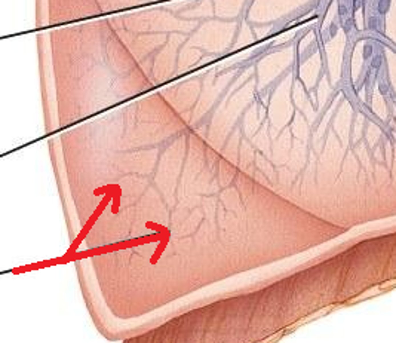 <p>smaller than 0.5 millimeter and these mark the end of the conducting zone</p>