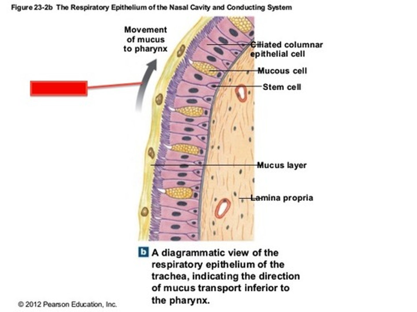 <p>Cilia moving mucus and trapped debris toward the pharynx. (pseudostratified columnar epithelium)</p>