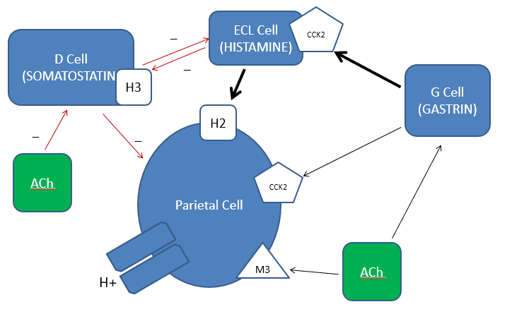 <p><span>•Gastrin stimulates ECL cell to produce histamine</span></p><p><span>•Gastrin stimulates parietal cell to produce acid</span></p><p></p><p><span>•ACh stimulates G cell to produce gastrin</span></p><p><span>•ACh stimulates parietal cell to produce acid</span></p><p></p><p><span>•Somatostatin inhibits parietal cell acid secretion</span></p><p><span>•Somatostatin inhibits ECL cell histamine secretion</span></p><p></p><p><span>•Histamine stimulates acid secretion by acting on parietal cell via H2 receptor</span></p><p><span>•Histamine stimulates acid secretion by acting on D cell via H3 receptor to inhibit somatostatin production</span></p><p></p>