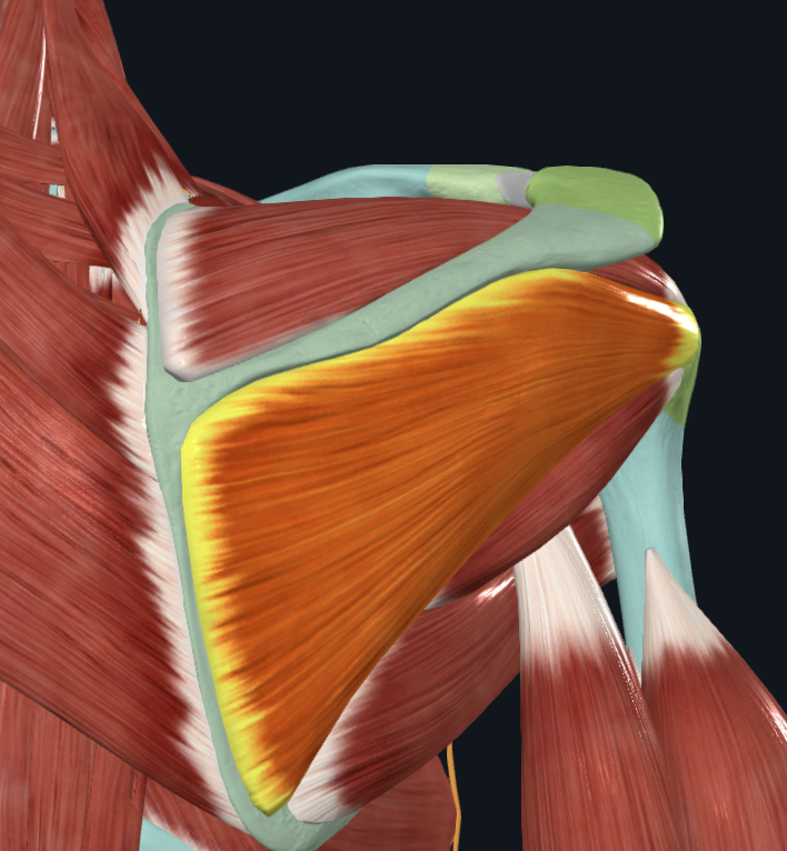 <p>What muscle is this</p>