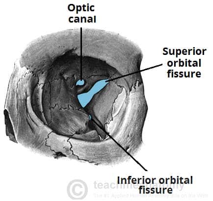 <p>a bony passageway in the skull that allows for the passage of nerves and blood vessels to and from the eye, connecting the orbit to the cranial cavity. </p>