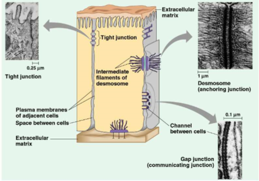 <ul><li><p>membranes of adjacent cells are fused, forming continuous belts around cells</p></li><li><p>prevents leakage of extracellular fluid</p></li></ul>