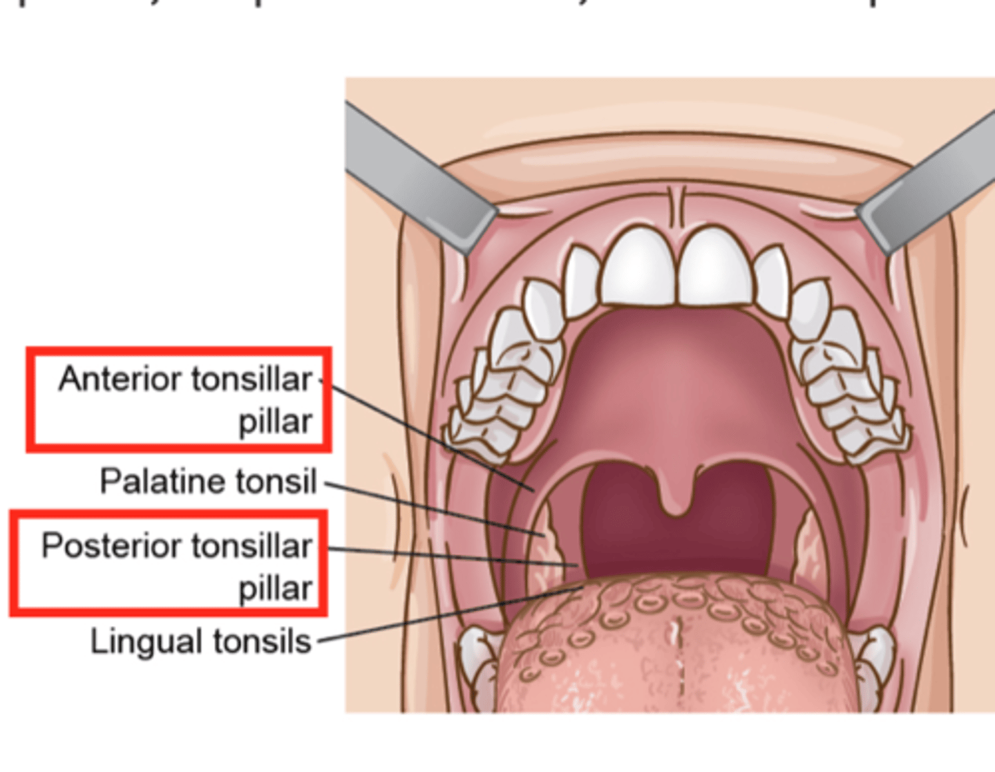 <p>2 folds of tissue on each side of the throat</p>