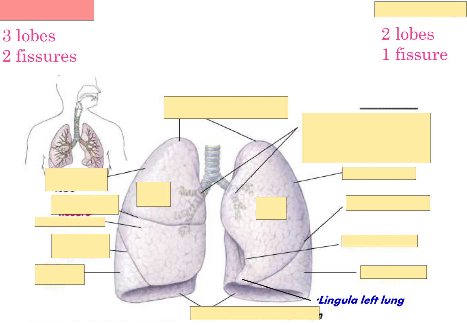 <p>What lung is this? </p>