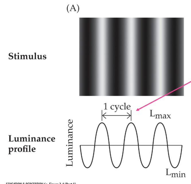 <ul><li><p>spatial frequency: # of cycles in 1 degree of visual angle</p></li><li><p>contrast: luminance difference between light (Lmax) and dark (Lmin) bars</p></li></ul><p></p>